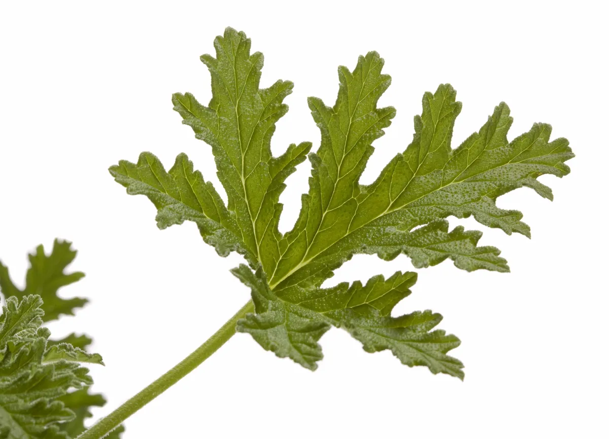 Rose Geranium