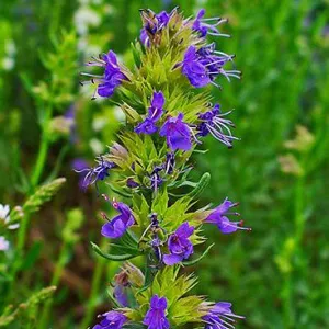 Hyssop