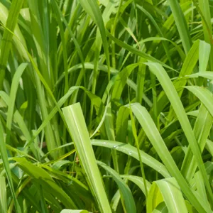 Lemongrass