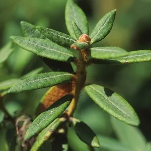 Ledum (Greenland Moss)
