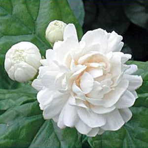 Jasmine Sambac Wax