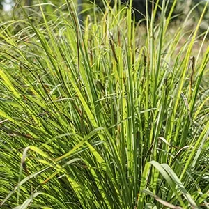 Palma Rosa