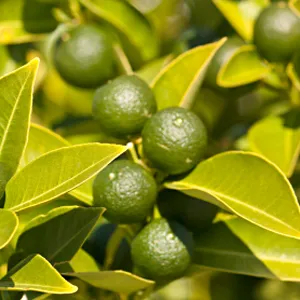 Mandarine, Green