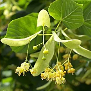 Linden Blossom CO2 TOTAL