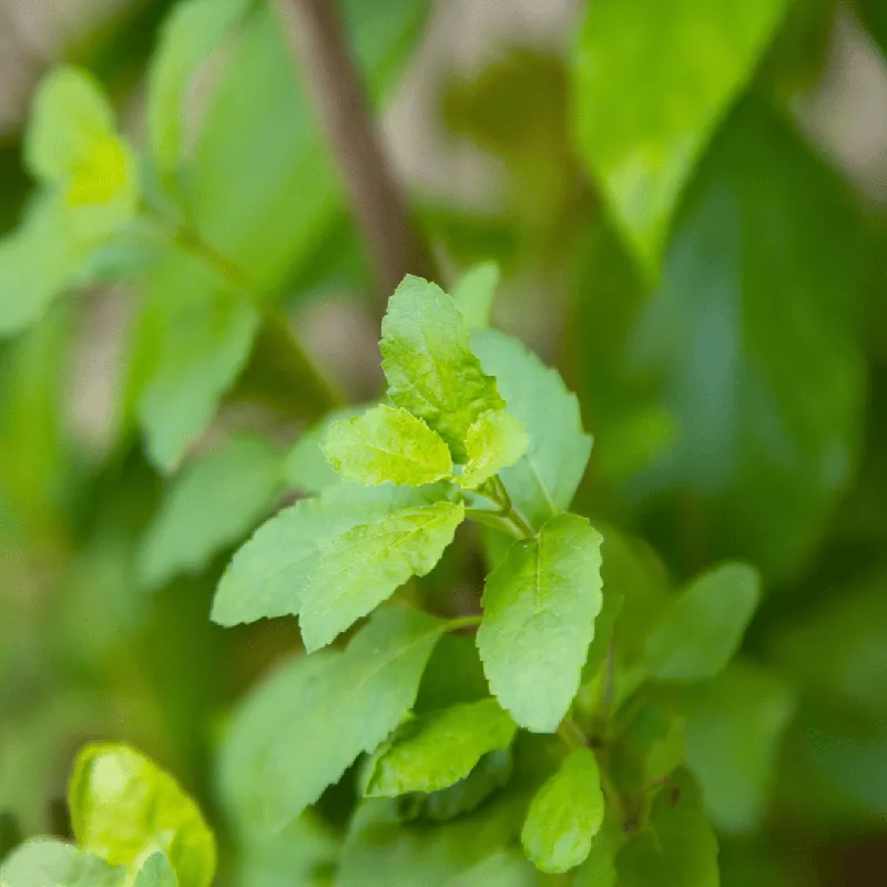 Basil, Holy