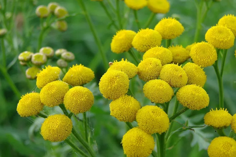 Tansy, Blue (Moroccan Chamomile)