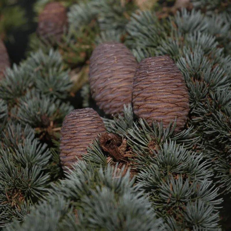 Cedarwood, Atlas