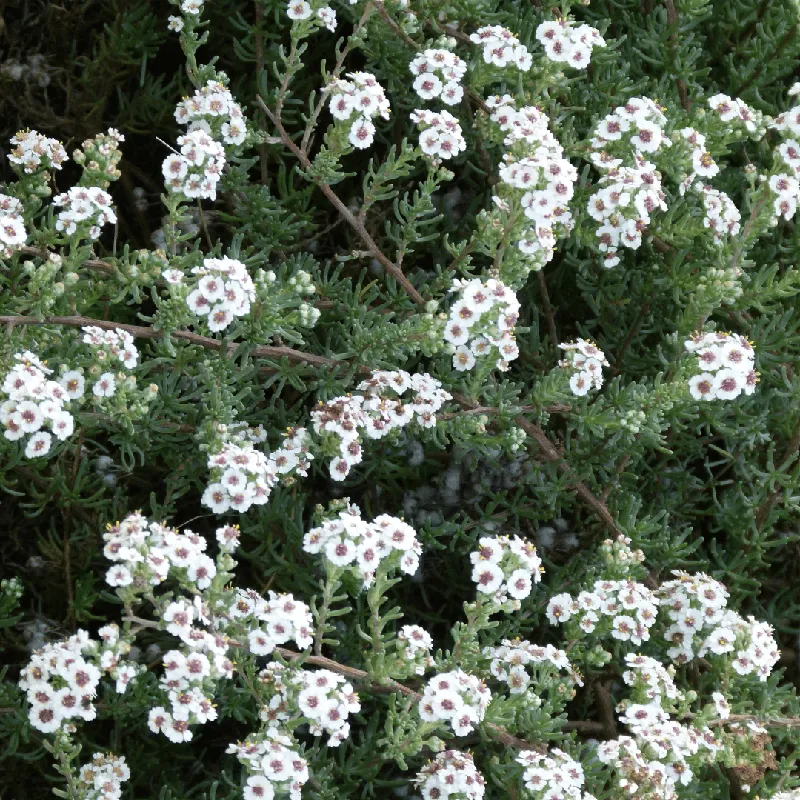 Cape Chamomile