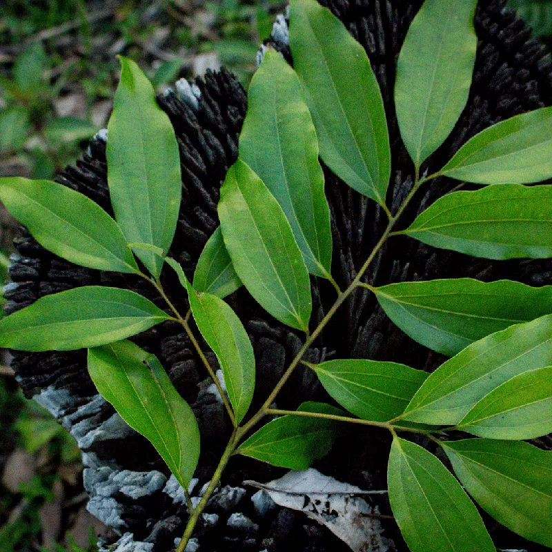 Cinnamon Leaf