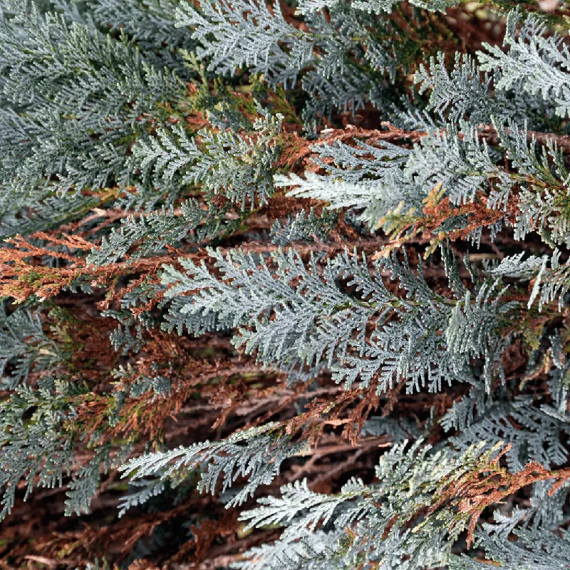 Cypress, Blue