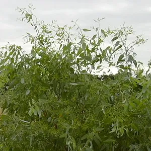 Eucalyptus, Lemon Ironbark