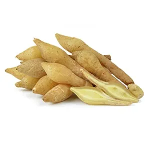 Fingerroot