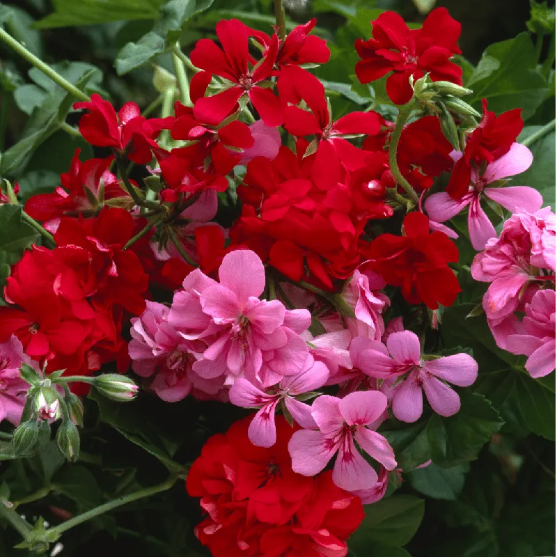 Geranium