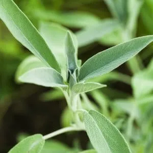 Greek Sage Triloba (Fruticosa) CO2