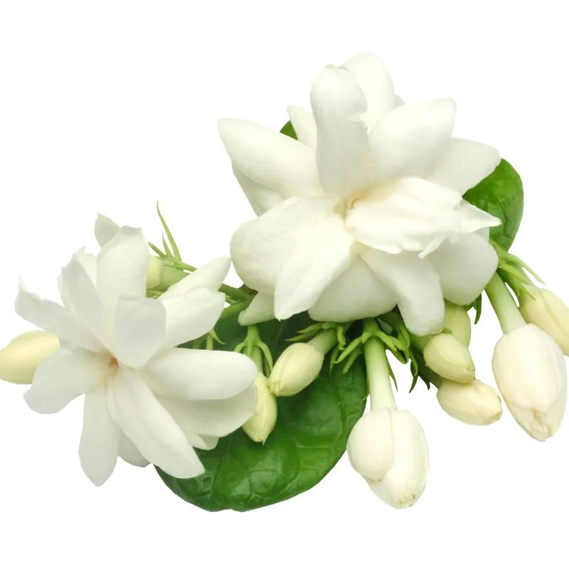 Jasmine Grandiflora Wax