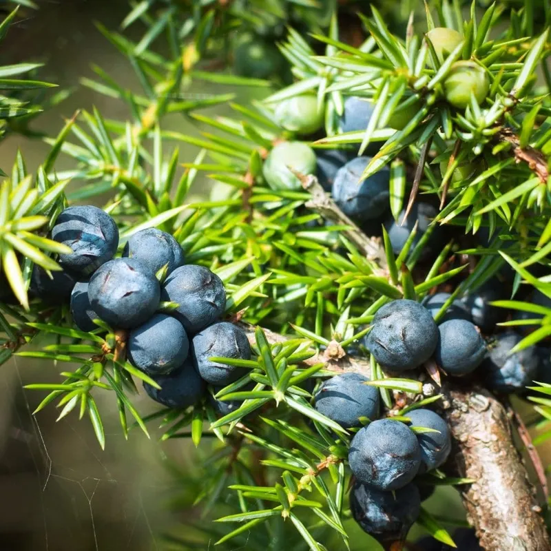 Juniper Berry