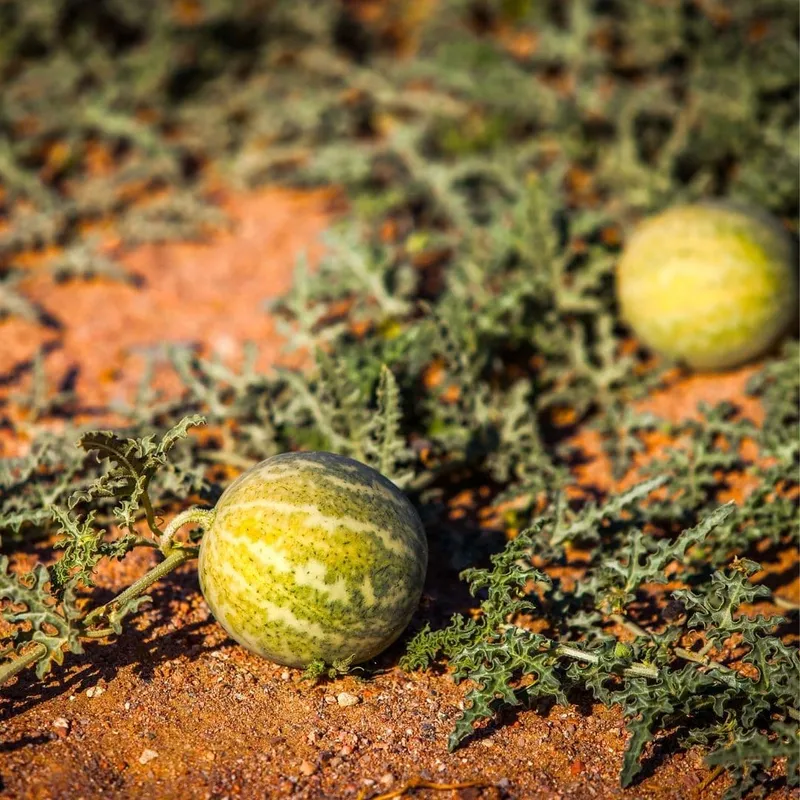 Kalahari Melon Seed Oil