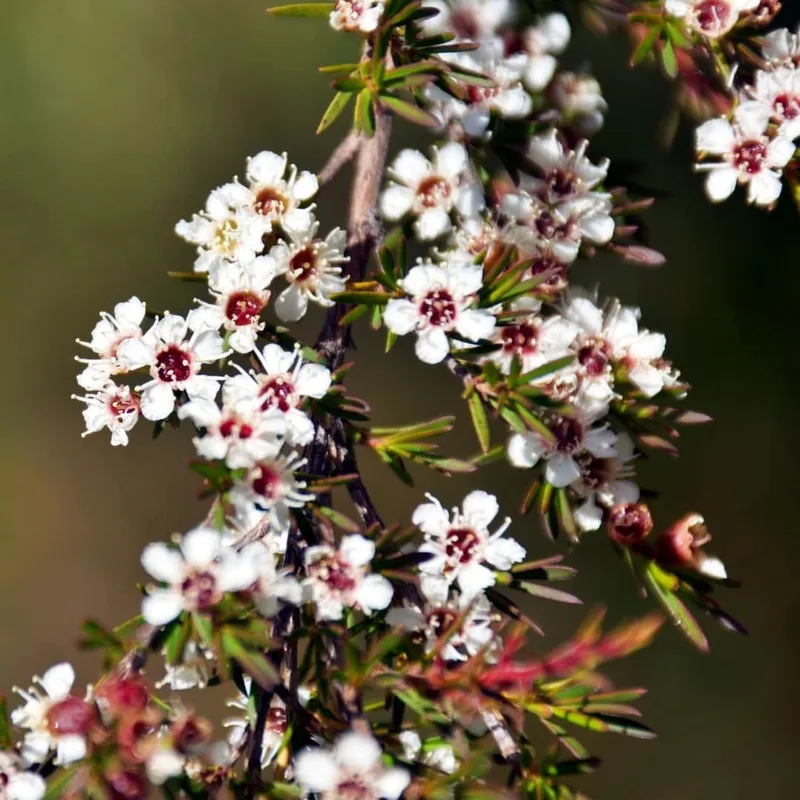 Kunzea
