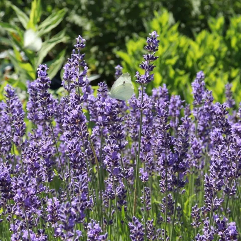 Lavender, Population (Lavender Fine)