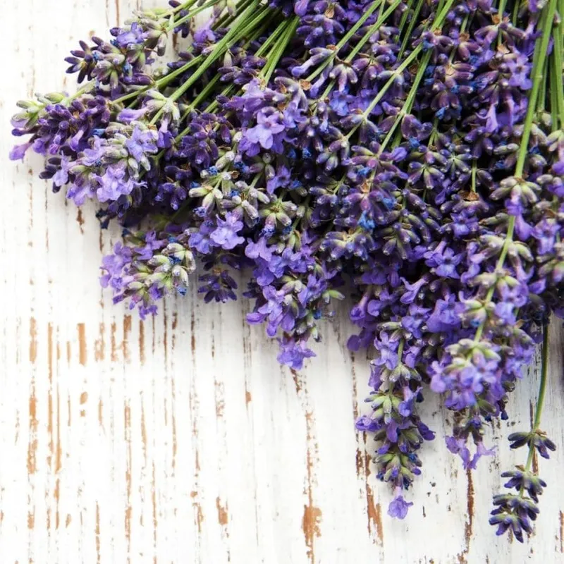 Lavender, High Altitude, Wild