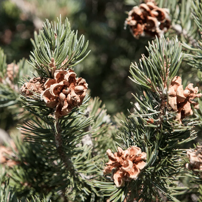 Piñon Pine