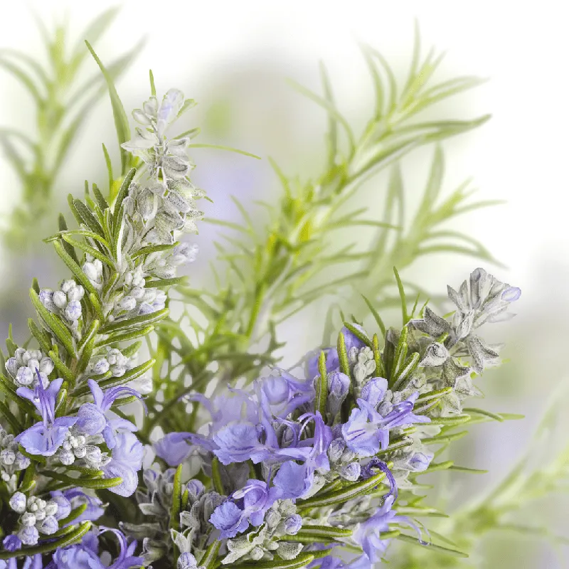Rosemary Cineole