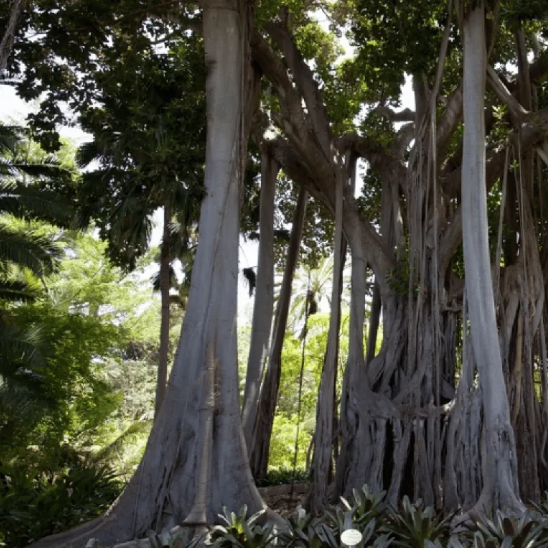 Siam Wood