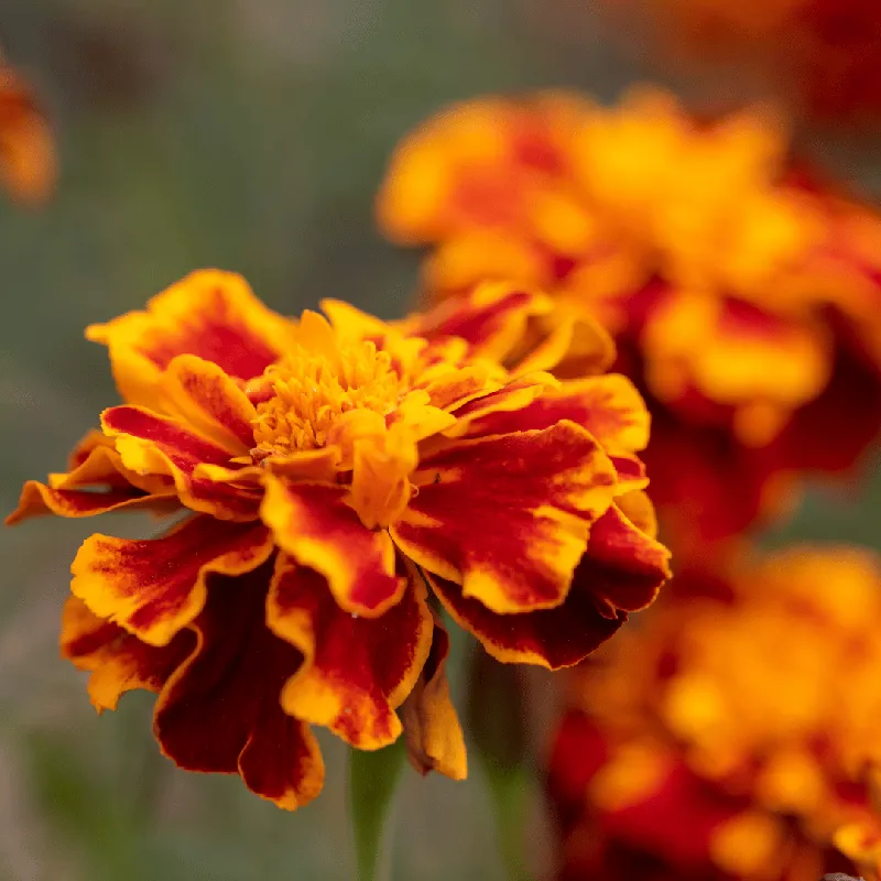 Tagetes (Marigold)