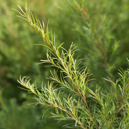Tea Tree
