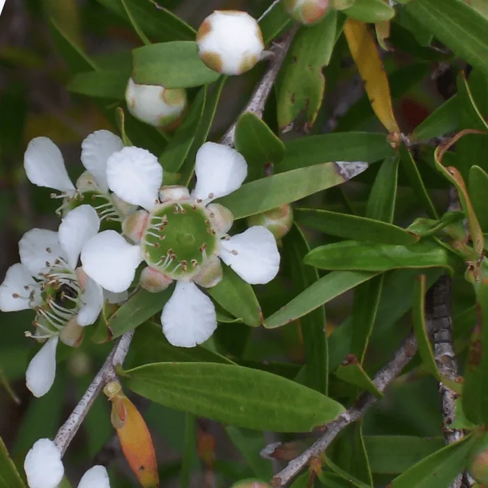 Lemon Tea Tree