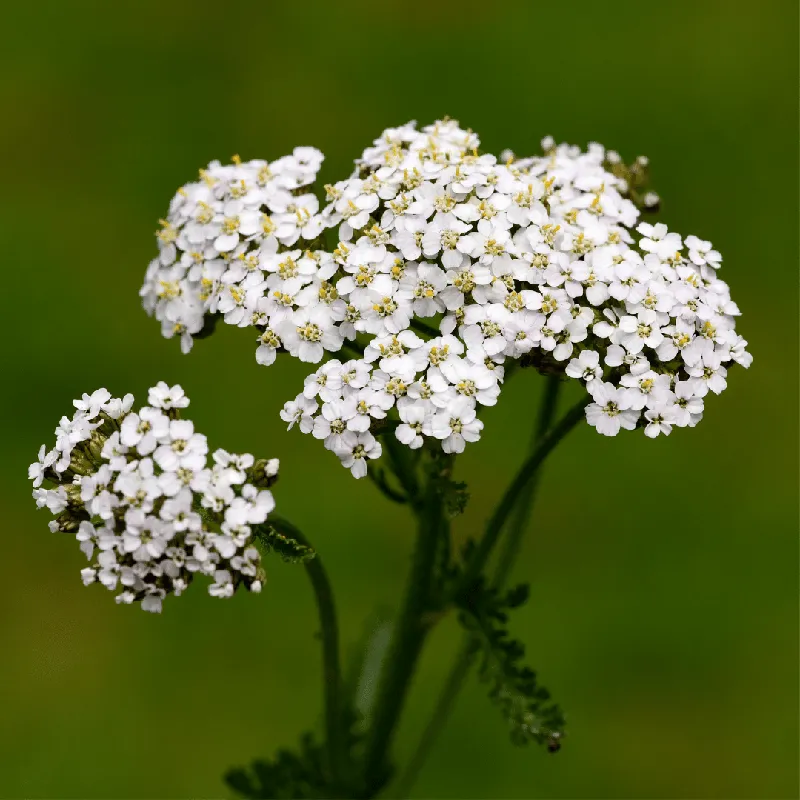 Yarrow Hydrosol