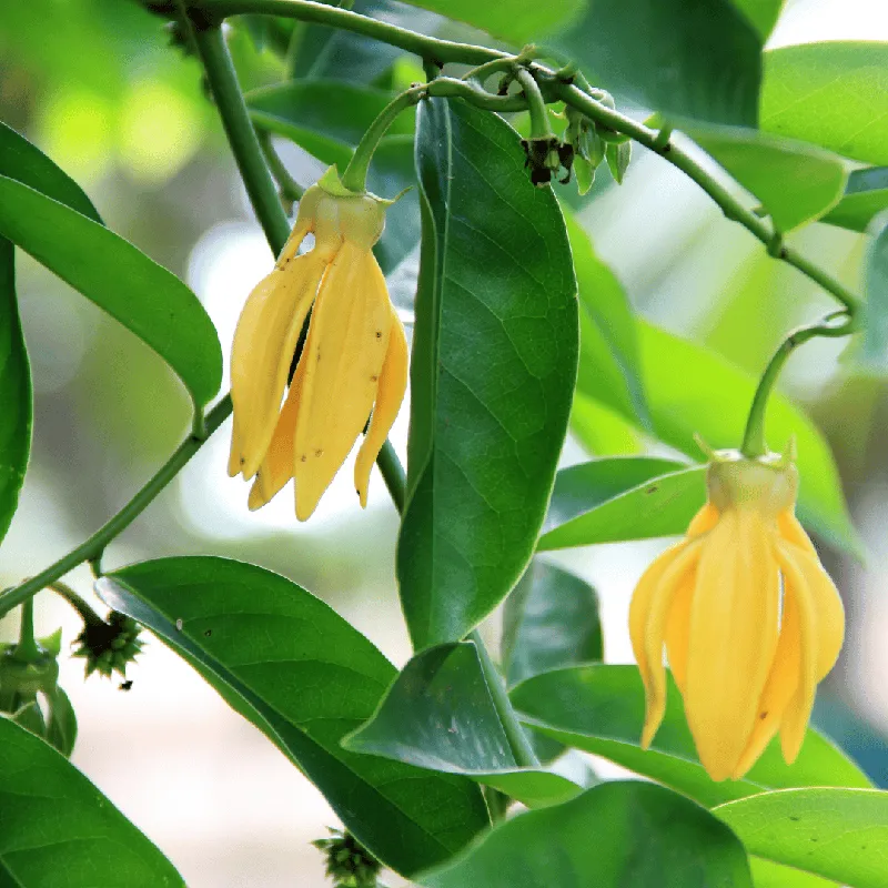 Ylang-Ylang VOP