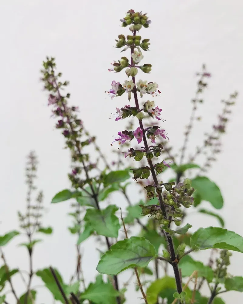Holy Basil Tulsi Extract