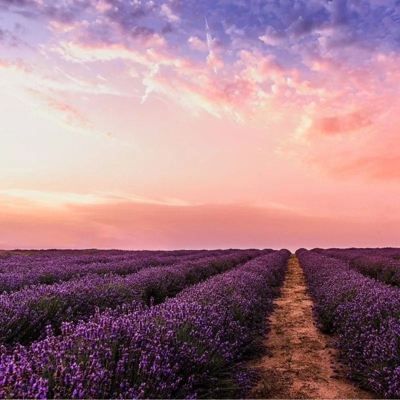 Lavender, Bulgarian
