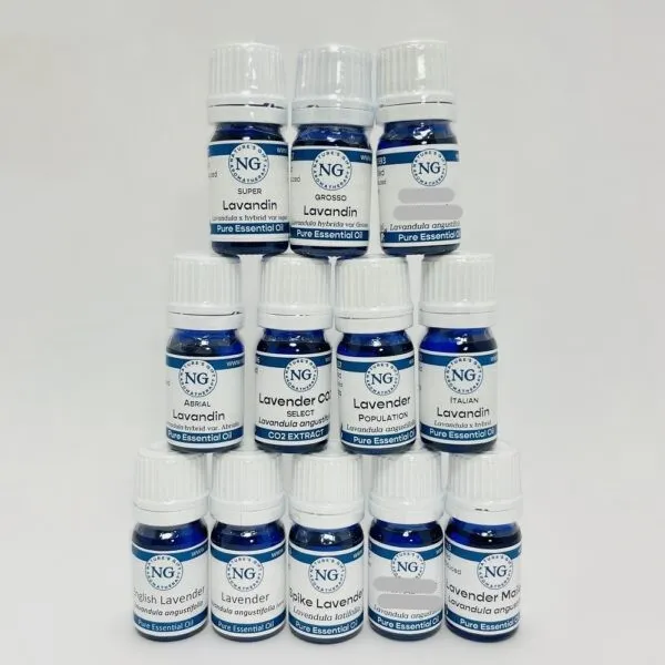 Lavender Species Sampler