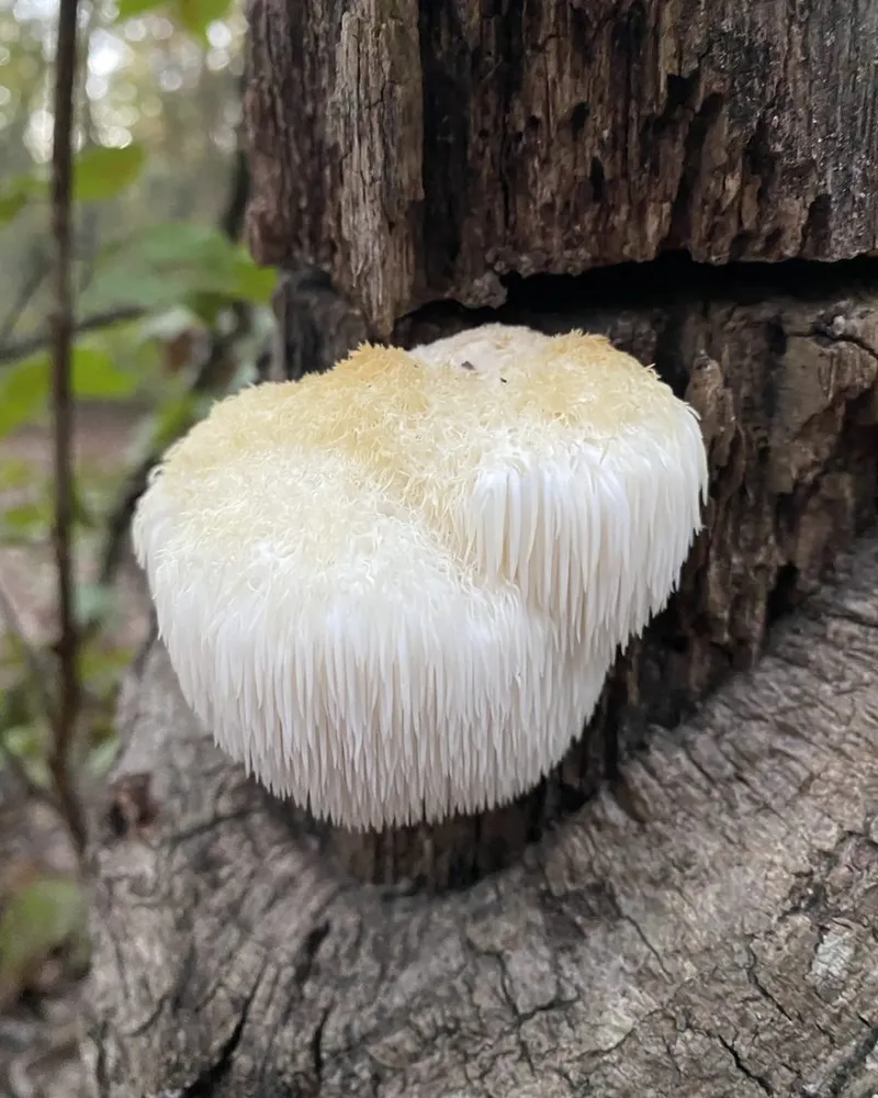 Lion's Mane Focus Capsules