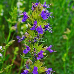 Hyssop