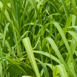 Lemongrass