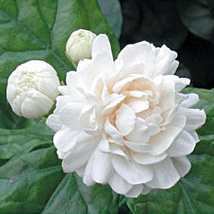 Jasmine Sambac Wax