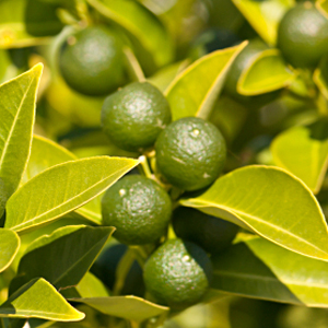 Mandarine, Green