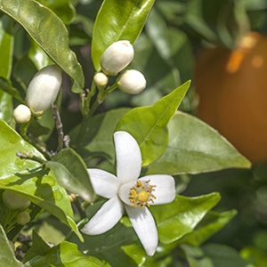 Neroli, Mediterranean