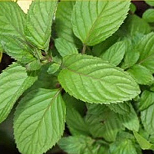 Bergamot Mint