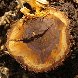 Buddha Wood CO2 Extract
