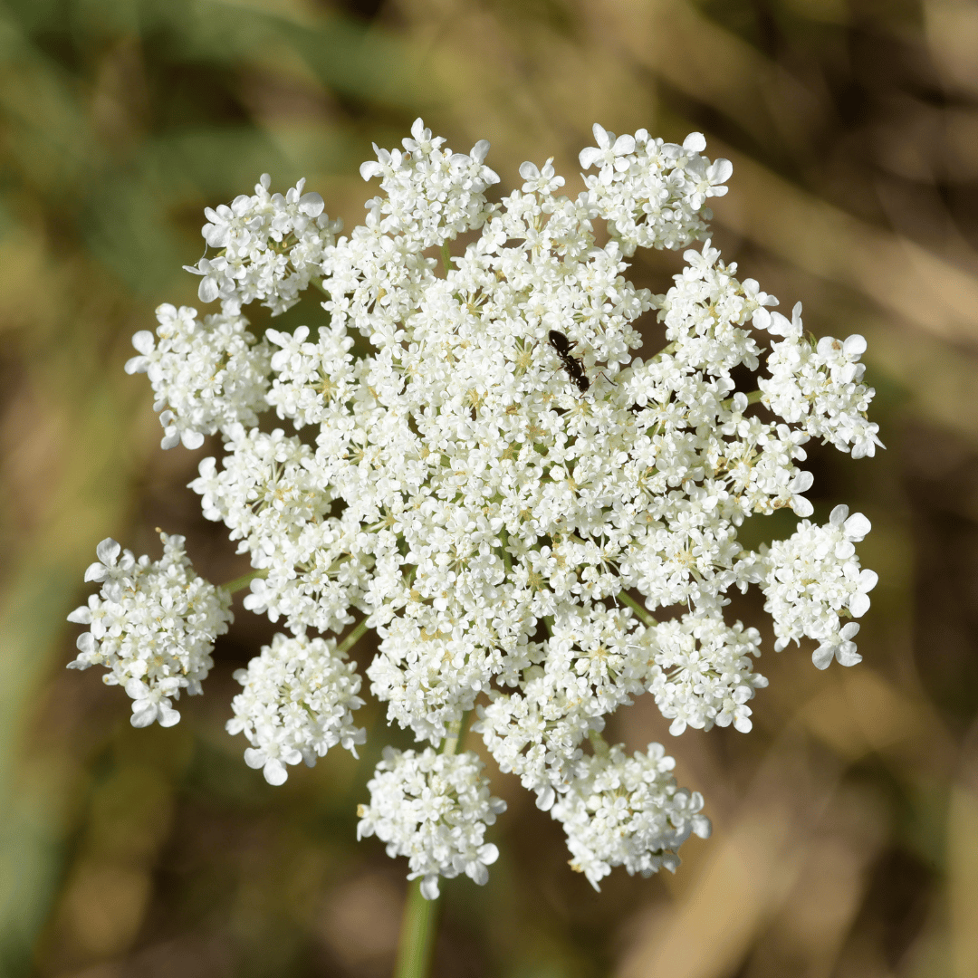 Carrot Seed