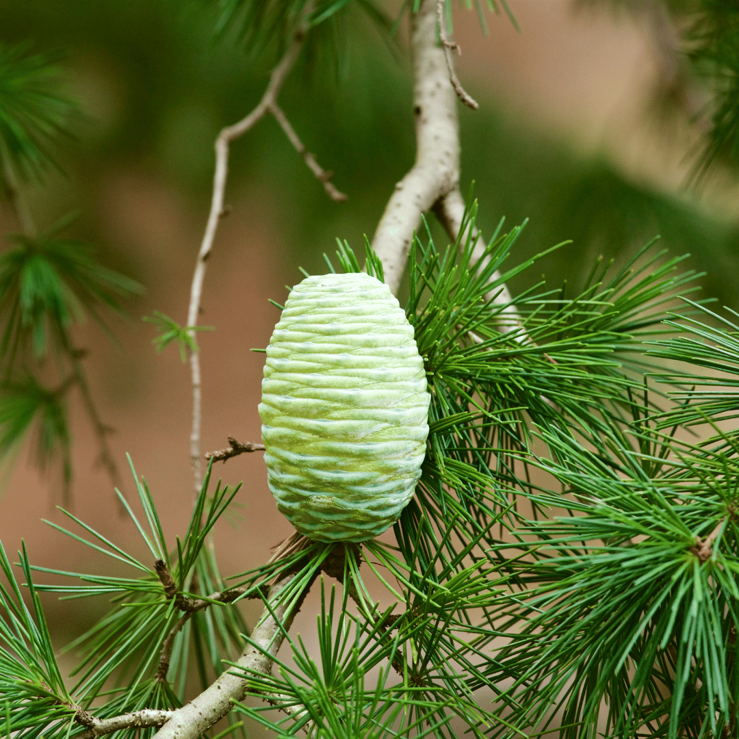 Cedarwood, Himalayan