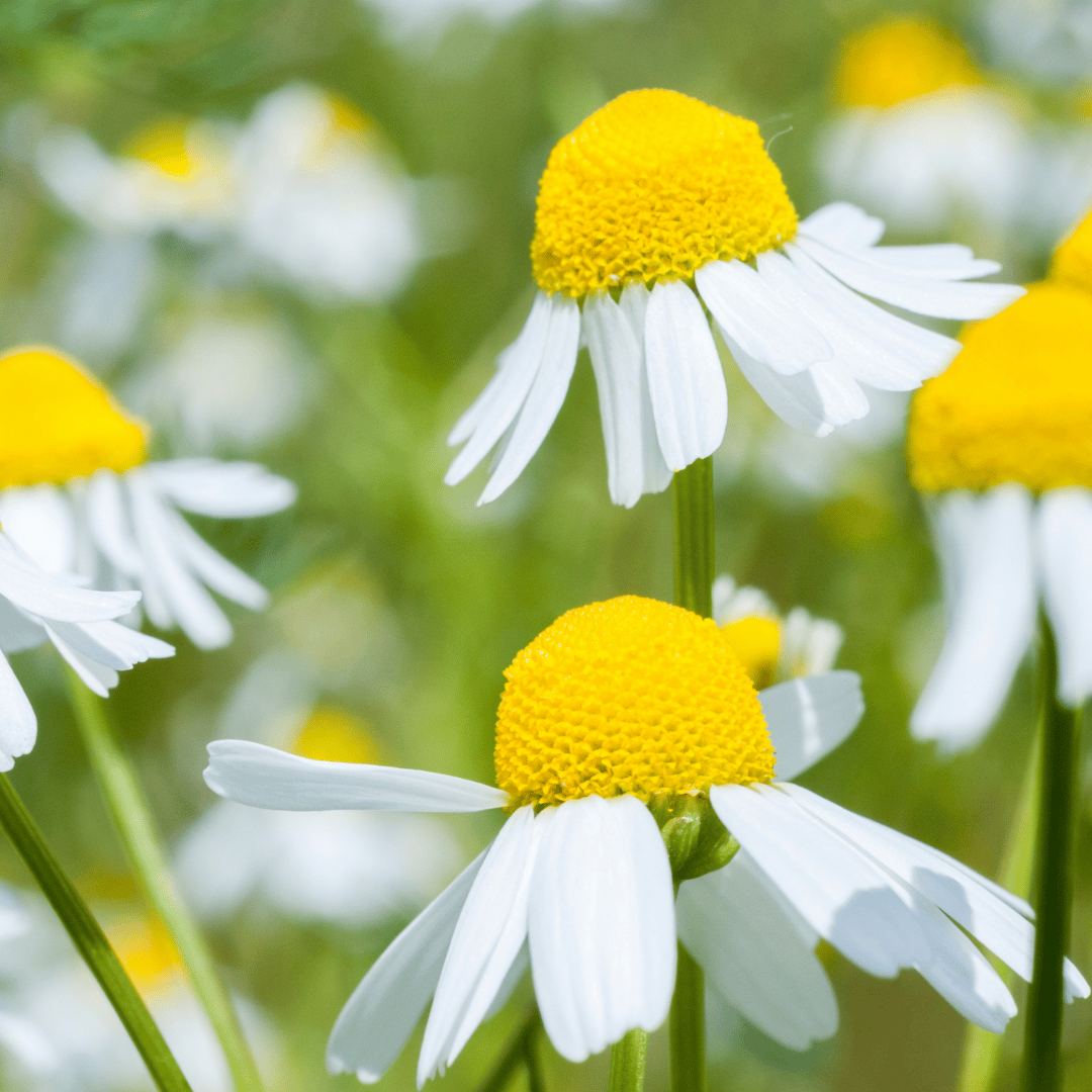 Chamomile, German, CO2 TOTAL