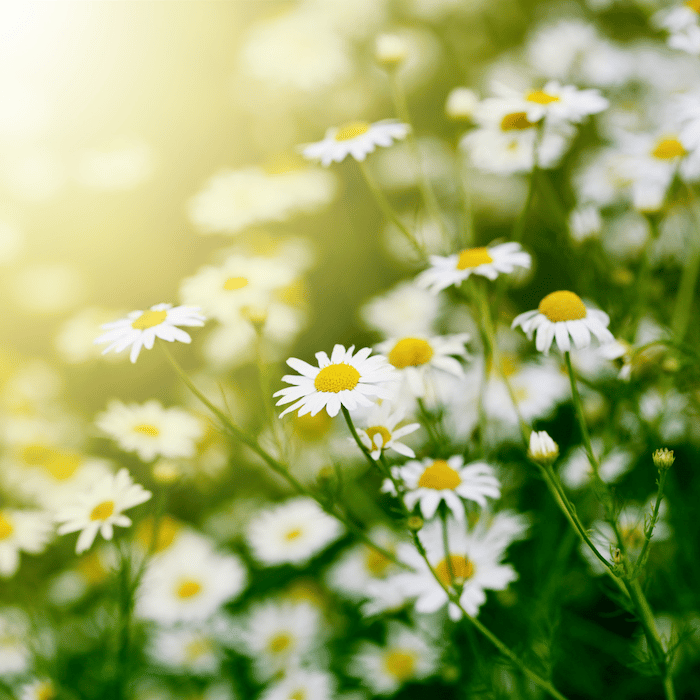 Chamomile, Roman, Italy