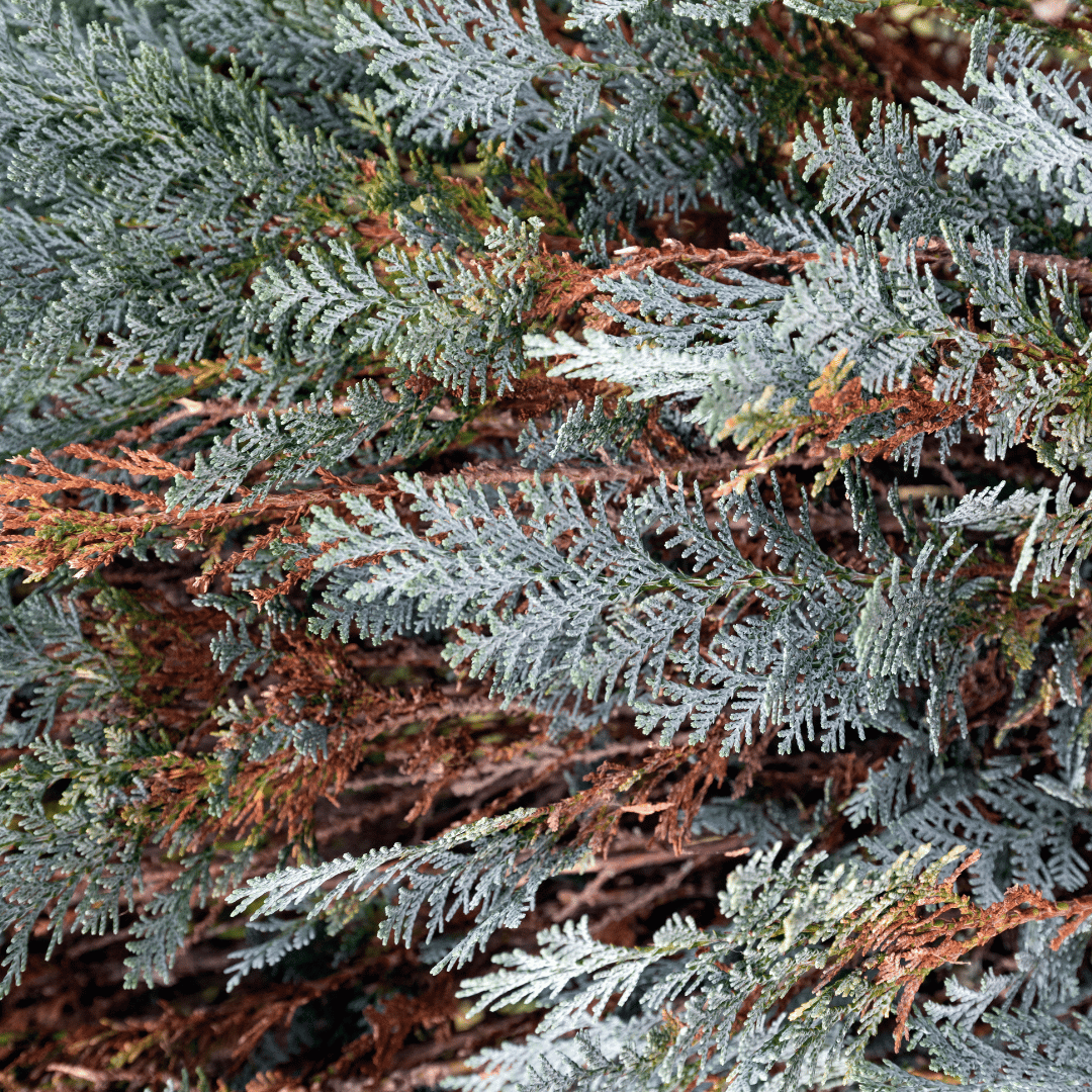 Cypress, Blue