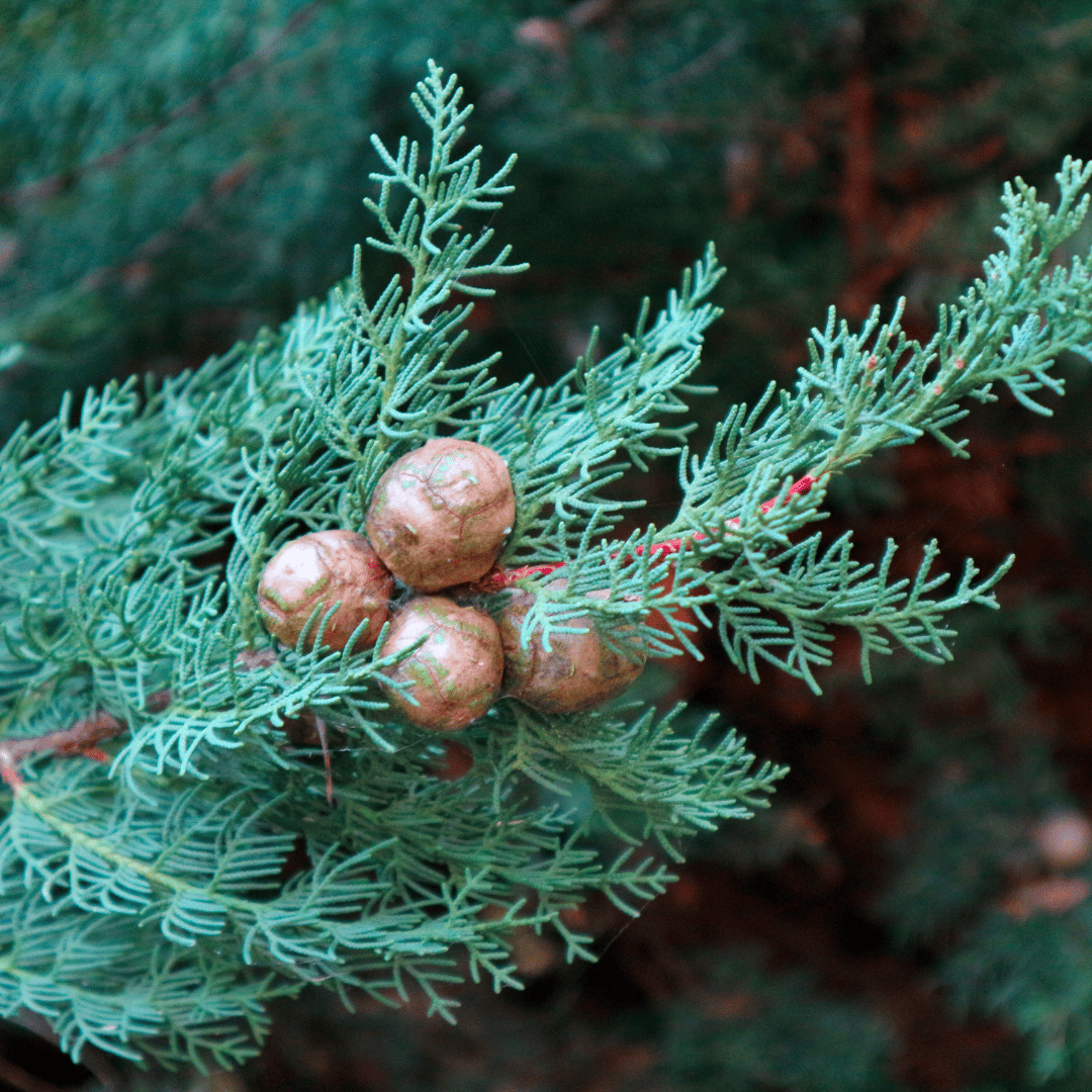 Cypress Fruits