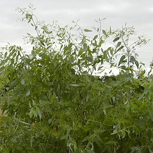 Eucalyptus, Lemon Ironbark